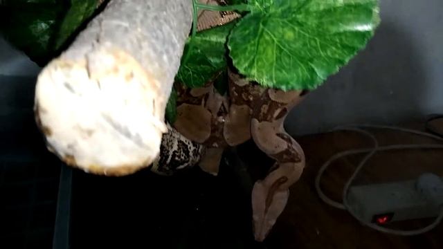 Годовалый удав | Самка Boa constrictor