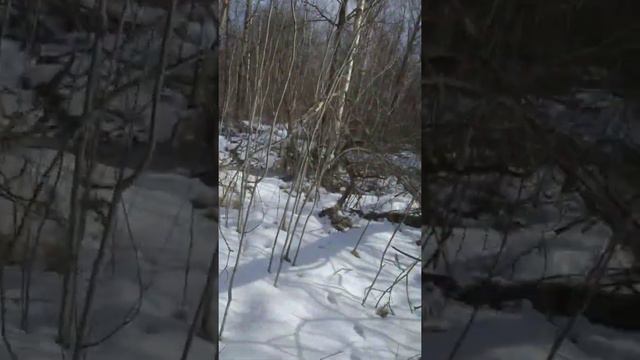 лайки  русско европейские  Кучум и Нара. ищим куницу.