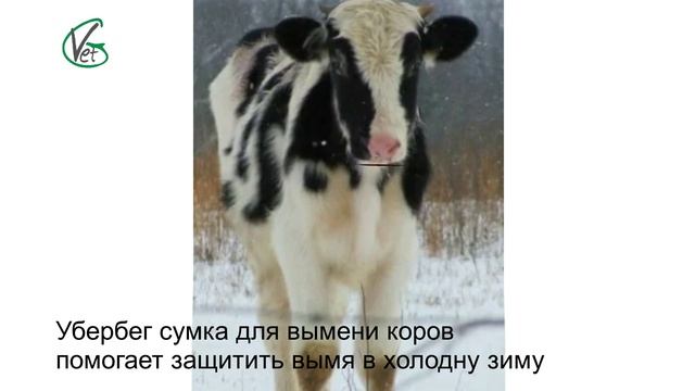 Обморожение вымени