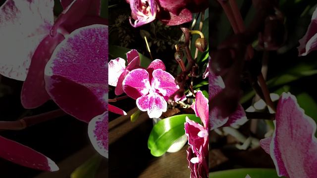 #орхидеи #фаленопсисбиглип