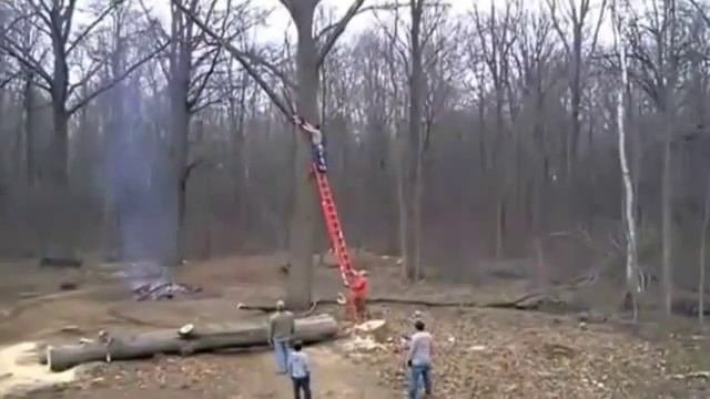 Отомстило дерево!