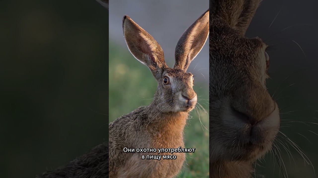 Зайцы не те, чем кажутся!