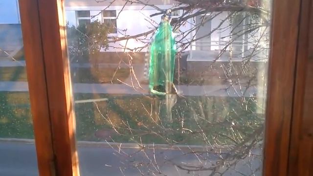 Позитивчик за моим окном:)