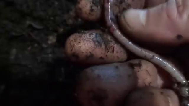 Спасение взрослого червя от гибели/Удачный эксперимент/Разведение червя дендробена