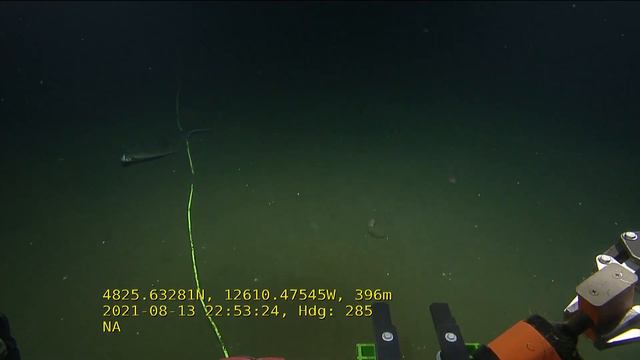 ROV Hercules Dive NA129 H1873 2021 08 13 22 23 28 085 UTC 5