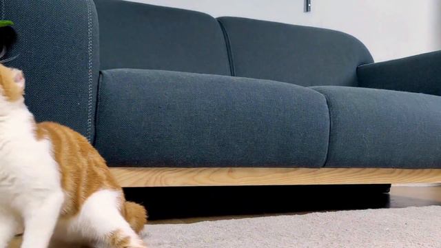 Unveiling the Unknown: Mysteries and Myths about Cats