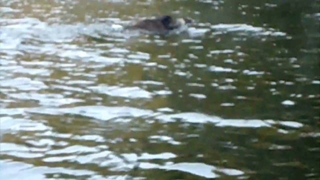 новые радости рыбалки! new fishing pleasures!