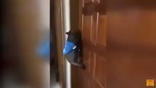 Открой дверь прикол. Говорящий кот.