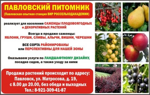 Павловский питомник: саженцы плодово-ягодных и декоративных растений в Павловске (С-Петербург)