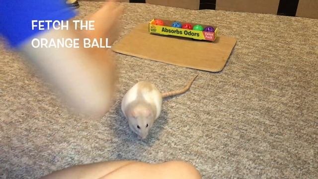 Lattes Epic Rat Tricks - Part 3!