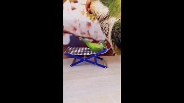 Дресированый попуга