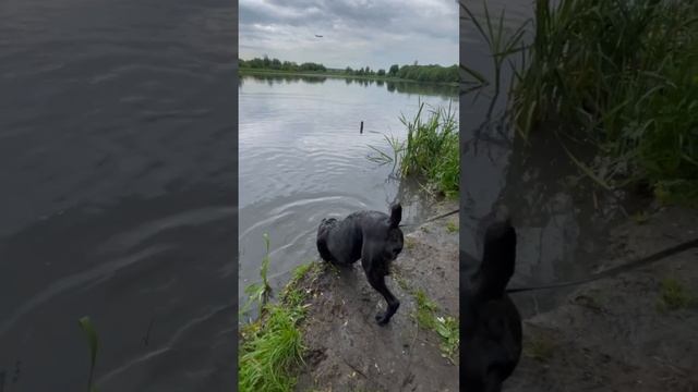 Кане корсо Майк полюбил воду. Пристраивается