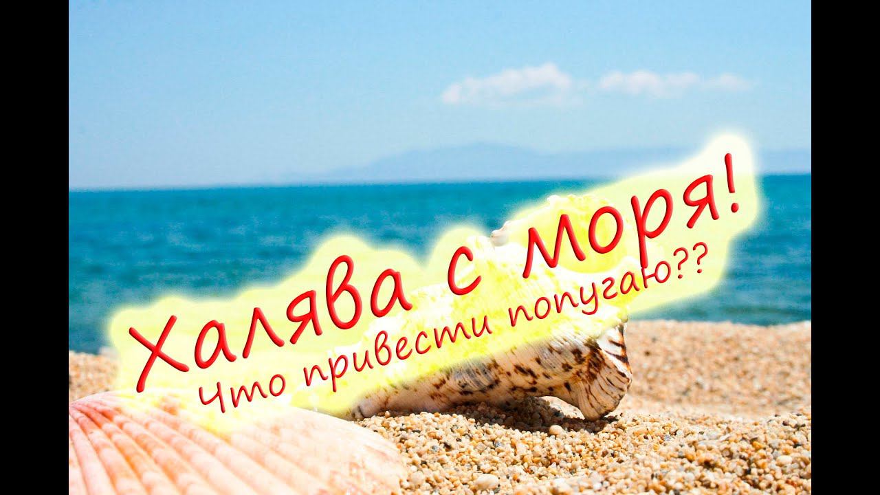 Что привести с моря попугаю? Полезные и опасные вещи!