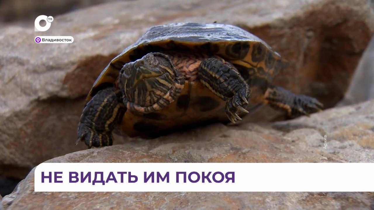 Красноухим черепахам на озере Сафонова снова не дают покоя