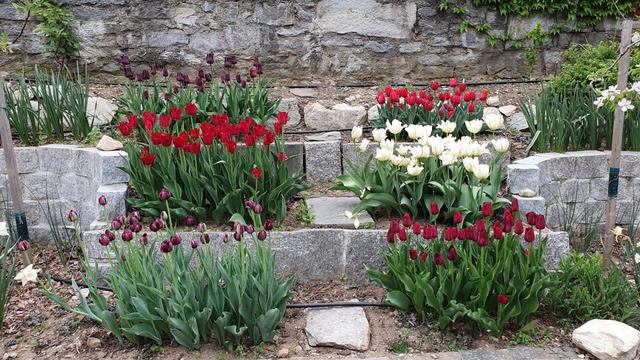 Tour Gennaio '23, Cosa Sta Sopravvivendo In Giardino?🌱🏵️🤞