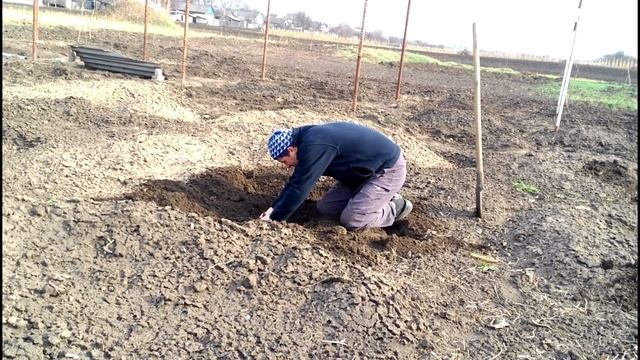 Открываю саженцы винограда после зимы (2016)