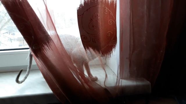 Котейка Сфинкс потерял ориентацию