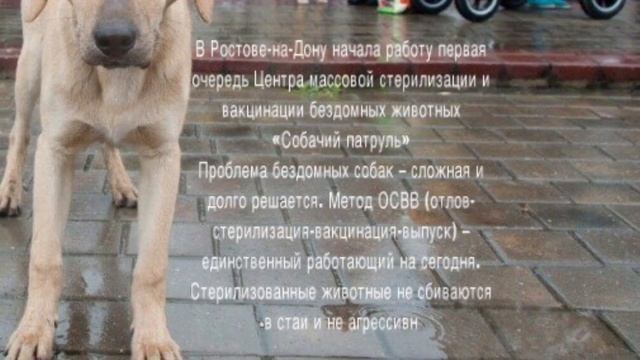 Проект о помощи бездомными животным