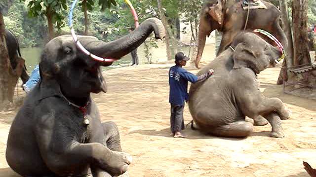 Деревня слонов в Паттайе: шоу, катание, купание.