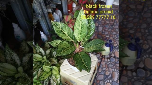 tanaman hias koleksi Aglaonema aglonema black frozen by Delima orchid sidoarjo jatim