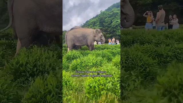 Прогулка со слонами в Сочи