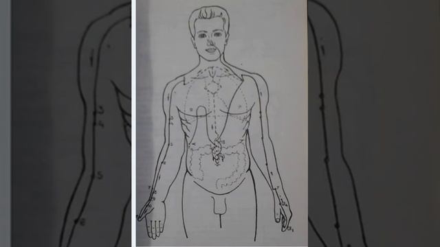 Ход канала легких на рисунке.Связь с толстым кишечником,желудком и печенью.Китайская медицина.