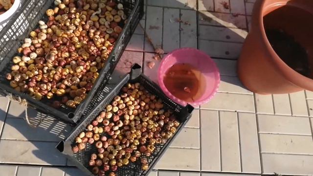 Подготовка гладиолусов к посадке, первая часть из Кисловодска (заметки для себя)
