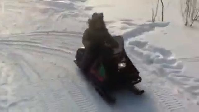 Миньяр снежок