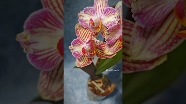 Phal. Torino бантик 🎀 Голландская бабулетка орхидея Торино 🌸