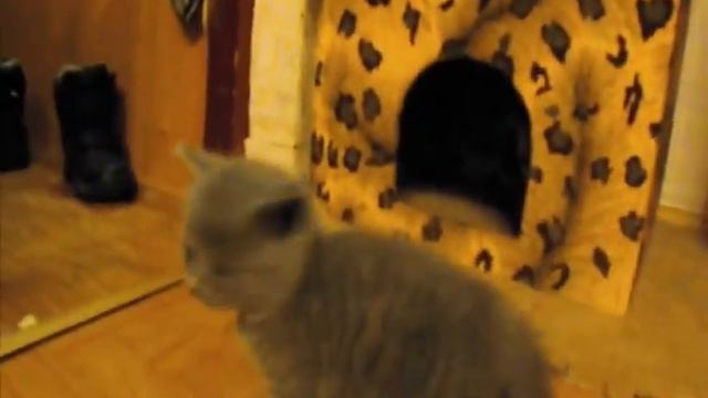 котята 2