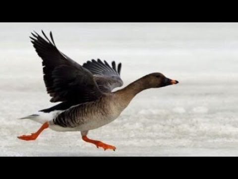 ЧАСТЬ 2. СУПЕР ОХОТА НА ГУСЯ В ЯКУТИИ. Goose hunting in Yakutia. Part 2.