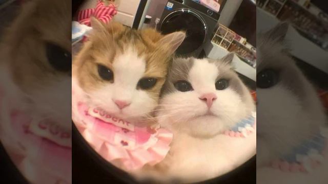 исполнитель: король и шут песня: Хозяин леса