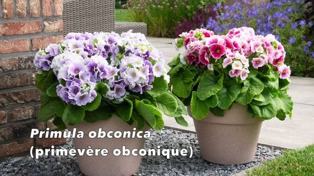 PRIMEVÈRES : MIEUX LES CONNAÎTRE ET BIEN LES CULTIVER (dossier Du Podcast Bienvenue Au Jardin N° 1)