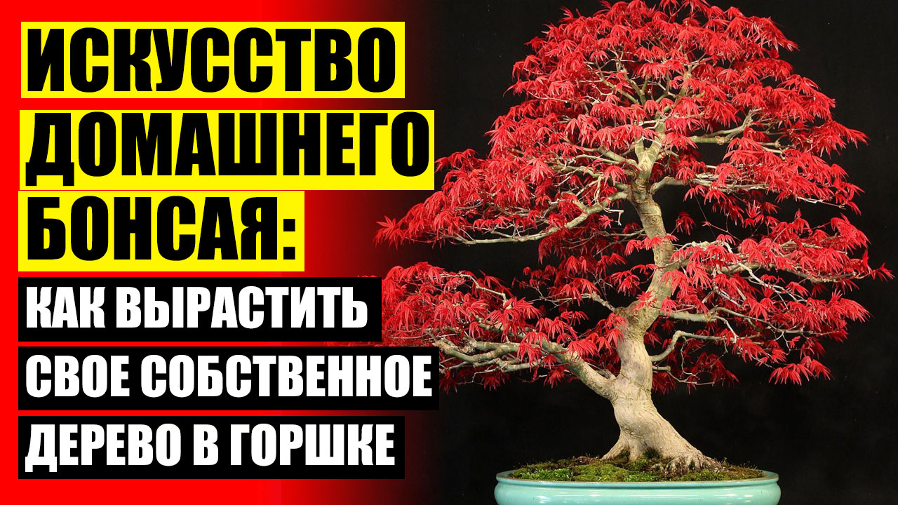 🎯 Дерево бонсай своими руками из мха 🎯 Купить фикус в красноярске на авито