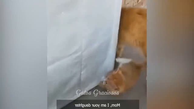 Los Videos de Perros y Gatos Más Divertidos ?? Parte 518