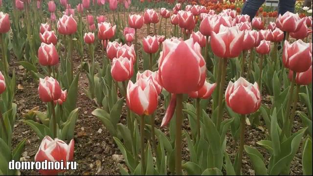 Парад тюльпанов-2022 в Никитском ботаническом саду
