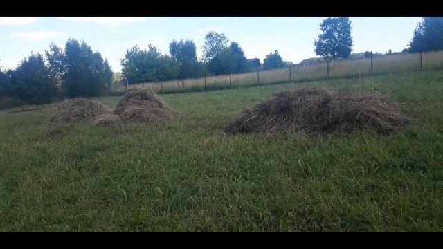 отёчка у поросёнка, что делать?