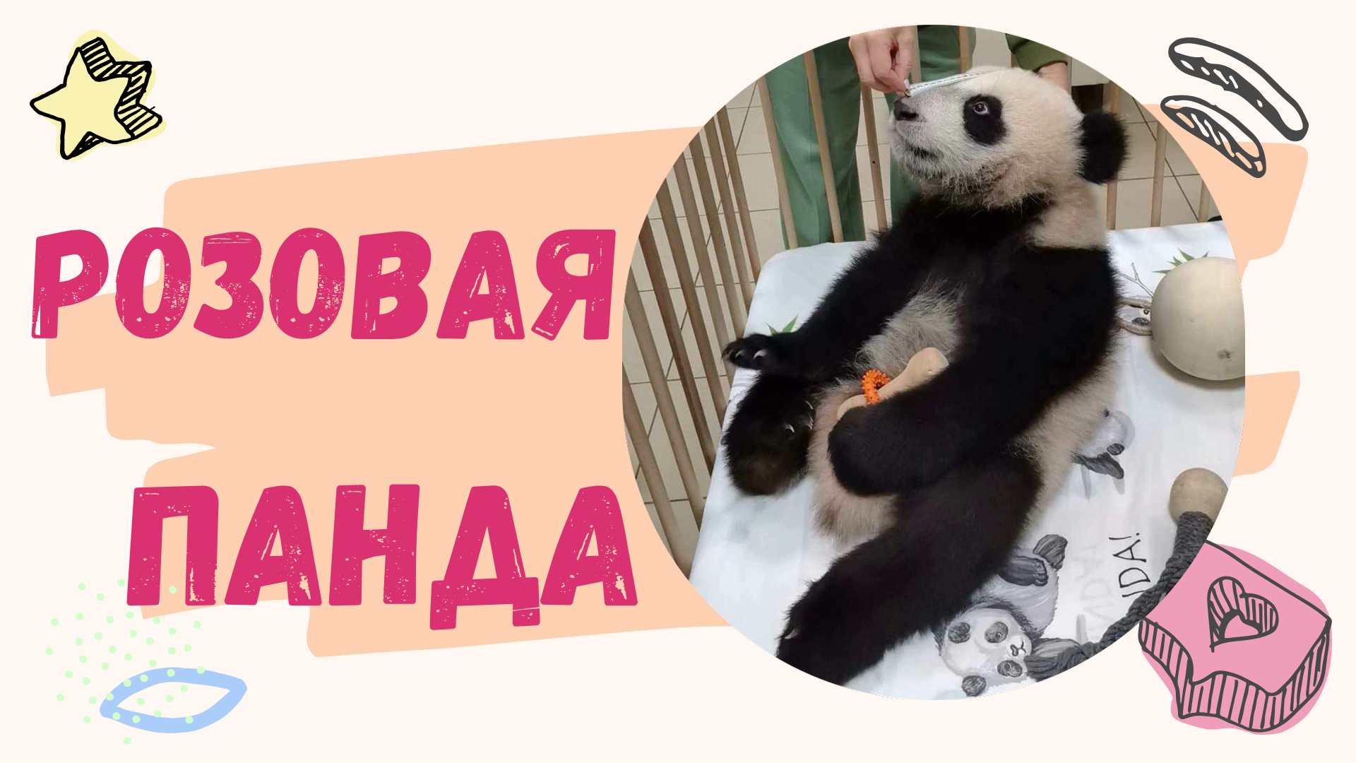Панда | Московский зоопарк | Розовая пантера