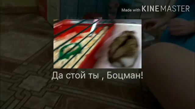 Хомяк боцман!