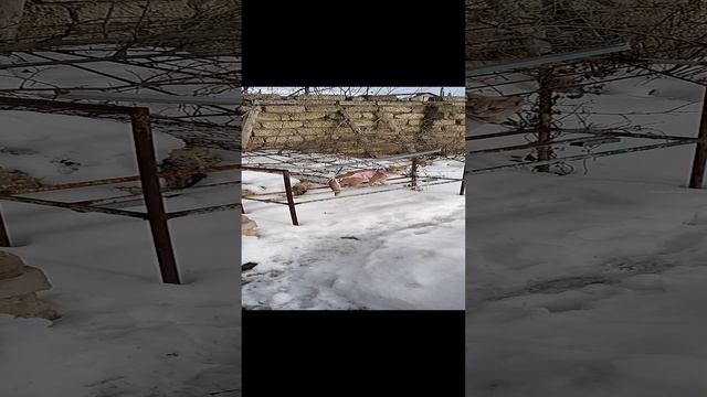 Перса после стерилизации