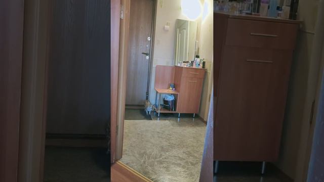 Адаптация бенгальской кошечки