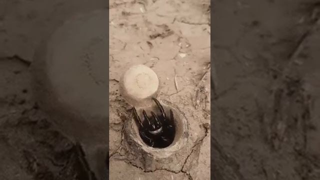 Испугался бы этого паука?