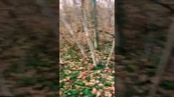 #лес#новороссийск #вео#аусси#прогулкассобакой