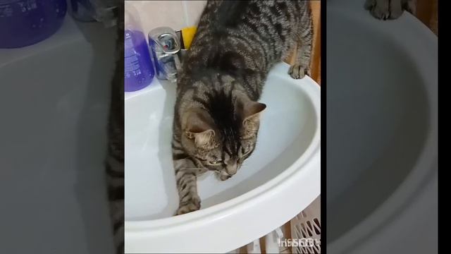 пролил немного😺😎.mp4