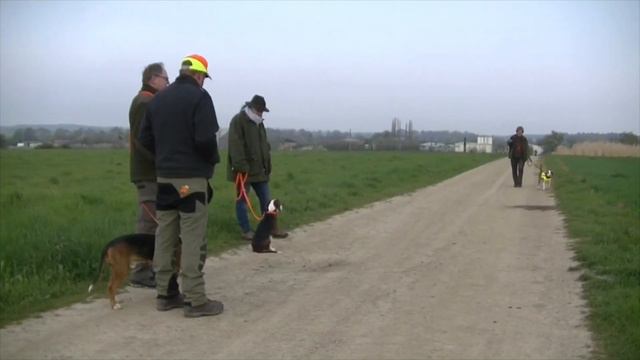 Deutsche Bracke bei der Anlagenprüfung, Hasenspur Fährtenlaut