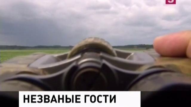 Кабаны нападают. Новости Донбасса