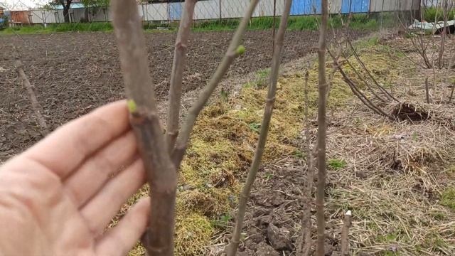 Как перезимовал инжир? Результат разных способов укрытия.
