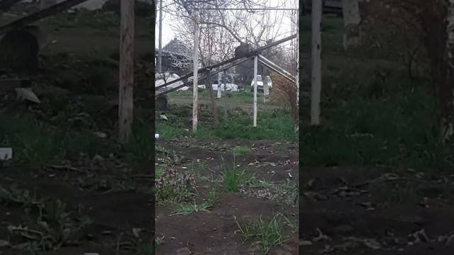 Кане корсо щенок (8месяцев)