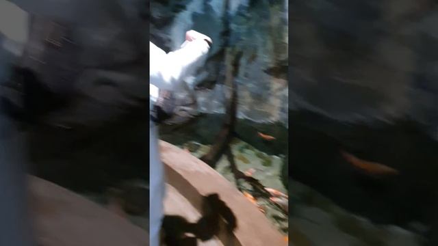 Без названия