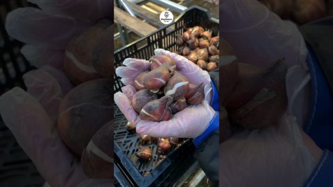 Заканчиваем прием заказов на неохлажденную луковицу тюльпанов #выгонкатюльпана #выгонка #тюльпан
